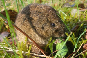 Bawarska polevka - alpine resident